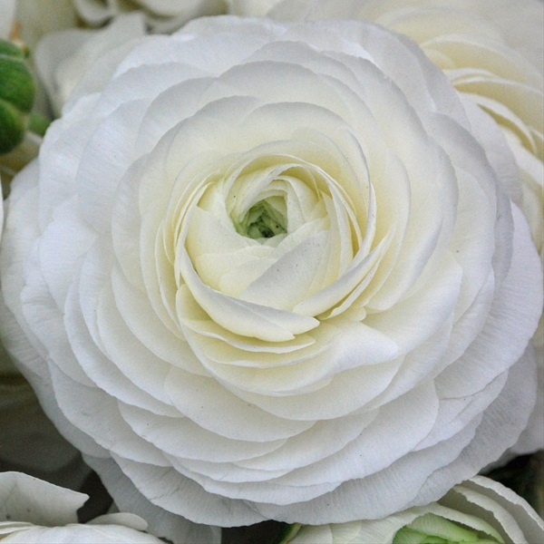 Ranunculus Cloony White Ranunculus Flowers and Fillers Flowers by
